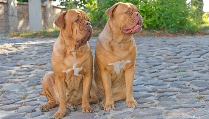 Top 35 Dog Breeds Loved in the UK: A Trusted Guide for Pet Parents