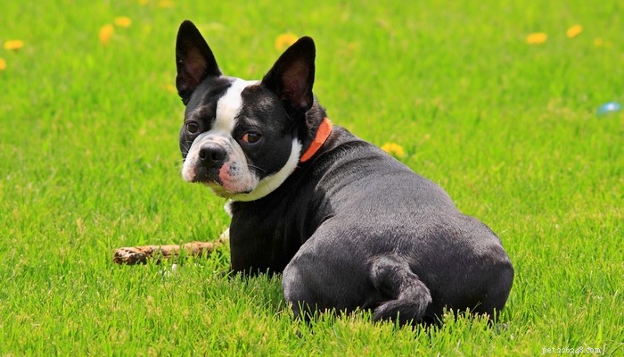 Top 35 Dog Breeds Loved in the UK: A Trusted Guide for Pet Parents
