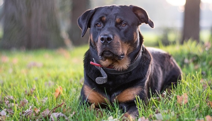 Top 35 Dog Breeds Loved in the UK: A Trusted Guide for Pet Parents