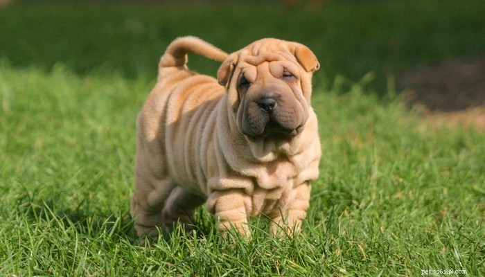 Top 35 Dog Breeds Loved in the UK: A Trusted Guide for Pet Parents
