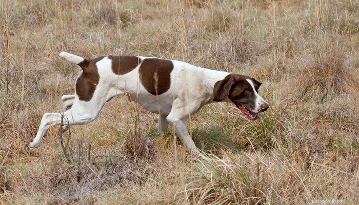 Top 35 Dog Breeds Loved in the UK: A Trusted Guide for Pet Parents
