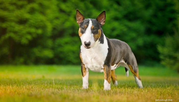Top 35 Dog Breeds Loved in the UK: A Trusted Guide for Pet Parents