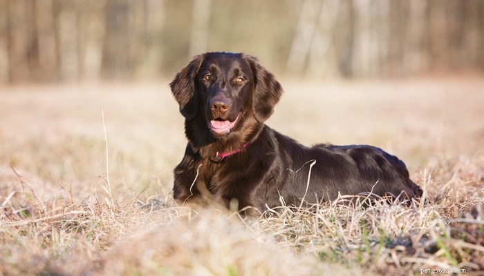 Top 35 Dog Breeds Loved in the UK: A Trusted Guide for Pet Parents