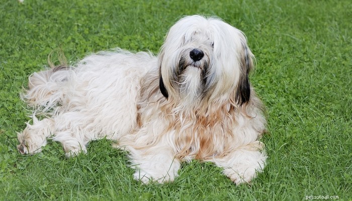 Top 35 Dog Breeds Loved in the UK: A Trusted Guide for Pet Parents