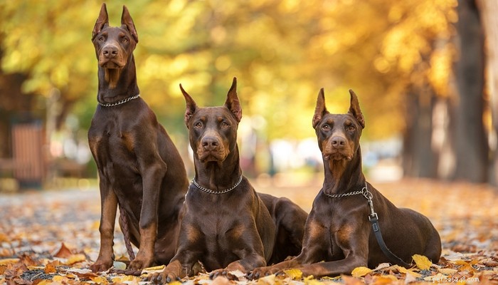 Top 35 Dog Breeds Loved in the UK: A Trusted Guide for Pet Parents
