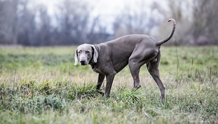 Top 35 Dog Breeds Loved in the UK: A Trusted Guide for Pet Parents