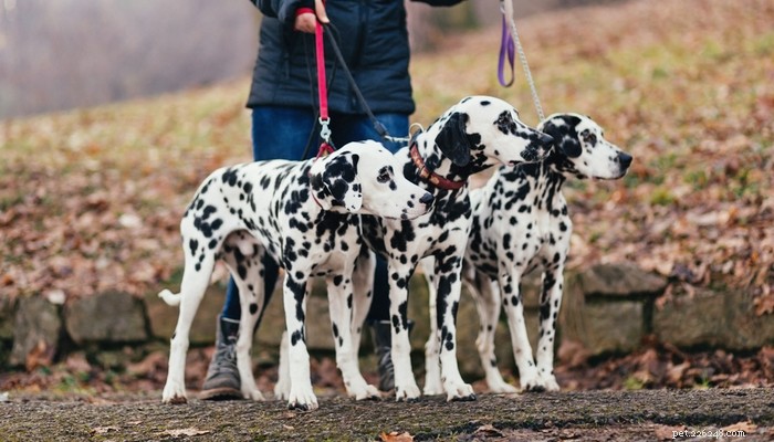 Top 35 Dog Breeds Loved in the UK: A Trusted Guide for Pet Parents