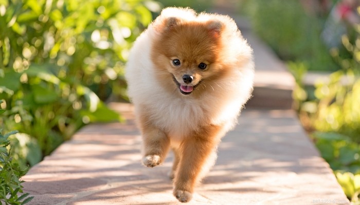 Top 35 Dog Breeds Loved in the UK: A Trusted Guide for Pet Parents