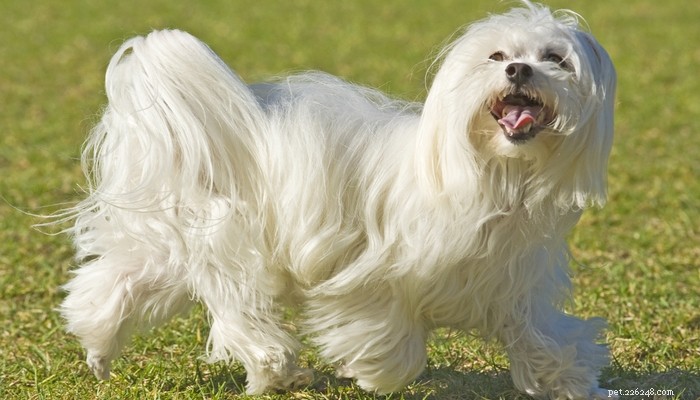 Top 35 Dog Breeds Loved in the UK: A Trusted Guide for Pet Parents