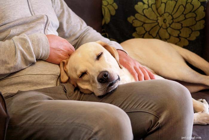 Top Dog Breeds for Emotional Support