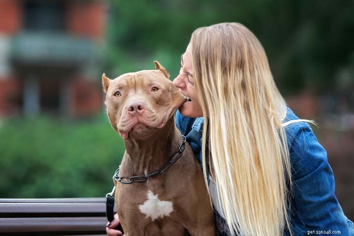 Top Dog Breeds for Emotional Support