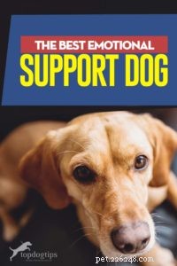 Top Dog Breeds for Emotional Support