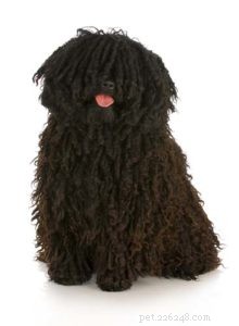 Understanding Dog Hair vs. Fur: A Guide to Hypoallergenic Breeds