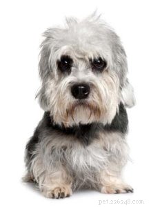 Understanding Dog Hair vs. Fur: A Guide to Hypoallergenic Breeds