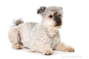 Understanding Dog Hair vs. Fur: A Guide to Hypoallergenic Breeds
