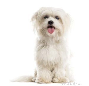 Understanding Dog Hair vs. Fur: A Guide to Hypoallergenic Breeds