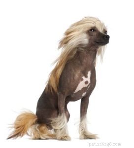 Understanding Dog Hair vs. Fur: A Guide to Hypoallergenic Breeds