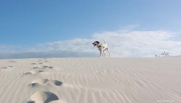 Top 9 Dog Breeds That Thrive in Hot Weather