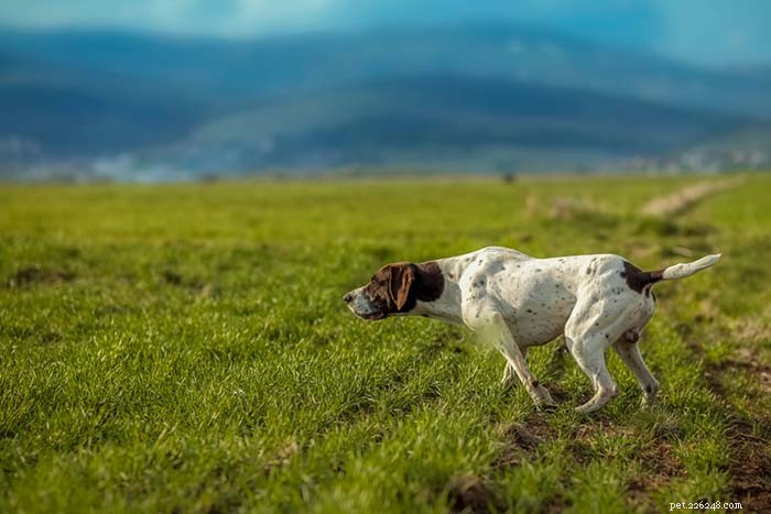 Top 9 Dog Breeds That Thrive in Hot Weather