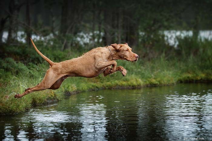Top 9 Dog Breeds That Thrive in Hot Weather