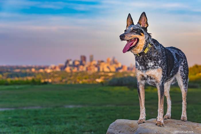 Top 9 Dog Breeds That Thrive in Hot Weather