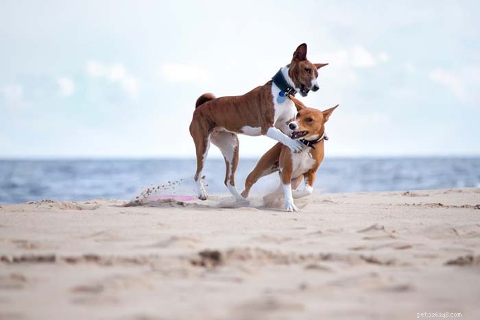 Top 9 Dog Breeds That Thrive in Hot Weather