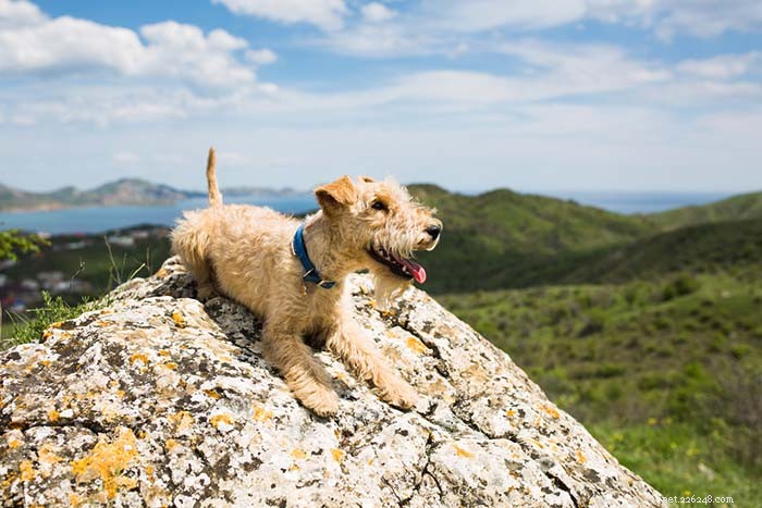 Top 9 Dog Breeds That Thrive in Hot Weather