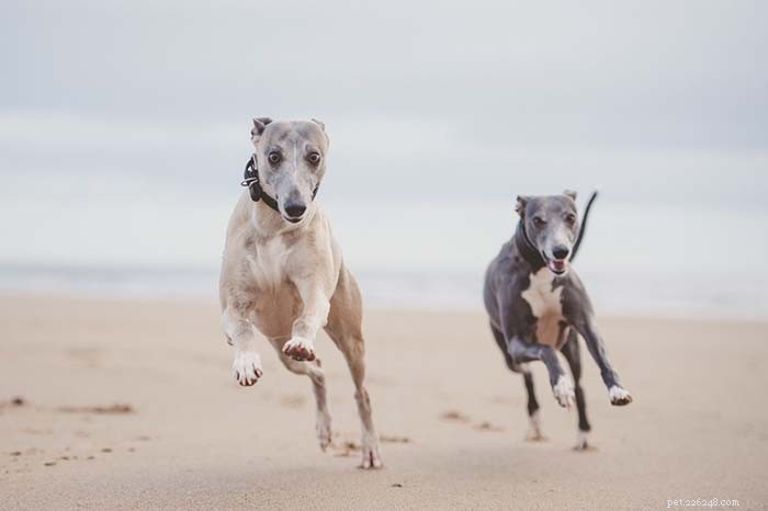 Top 9 Dog Breeds That Thrive in Hot Weather