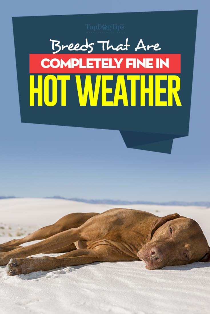 Top 9 Dog Breeds That Thrive in Hot Weather