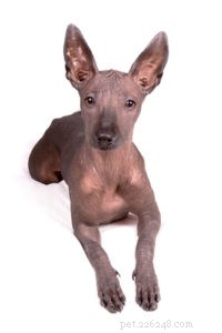 20 Dog Breeds with Feminine Charm Loved by Women and Men
