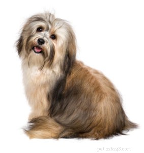 20 Dog Breeds with Feminine Charm Loved by Women and Men