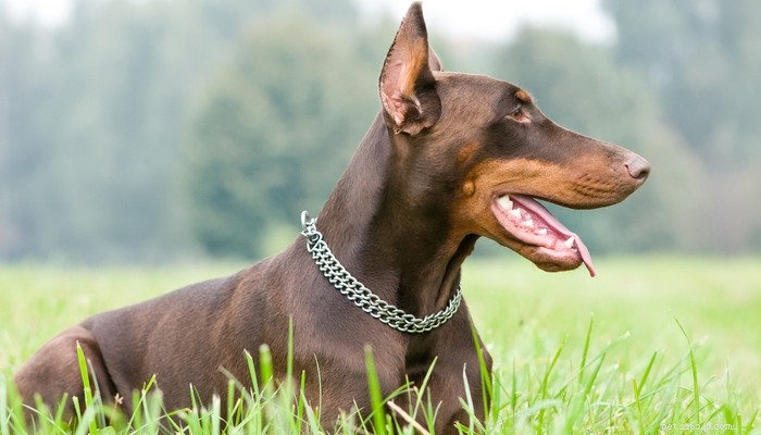 20 Dog Breeds with Feminine Charm Loved by Women and Men