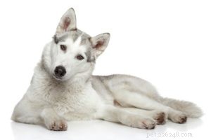 20 Dog Breeds with Feminine Charm Loved by Women and Men