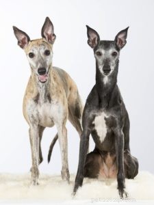 20 Dog Breeds with Feminine Charm Loved by Women and Men