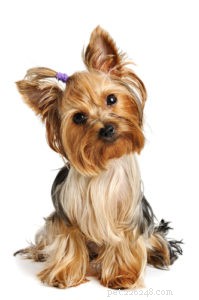 20 Dog Breeds with Feminine Charm Loved by Women and Men
