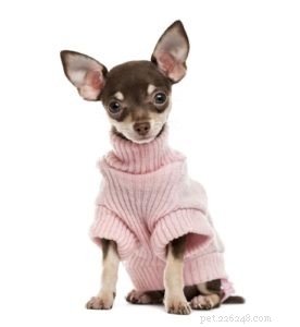 20 Dog Breeds with Feminine Charm Loved by Women and Men