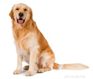 20 Dog Breeds with Feminine Charm Loved by Women and Men