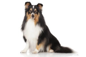 20 Dog Breeds with Feminine Charm Loved by Women and Men