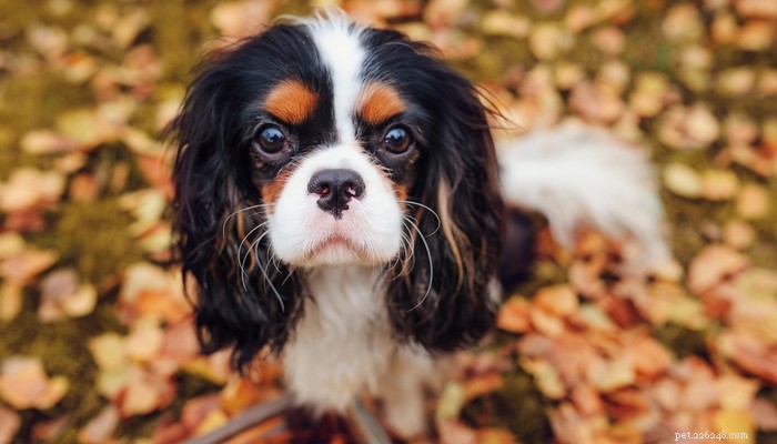 20 Dog Breeds with Feminine Charm Loved by Women and Men