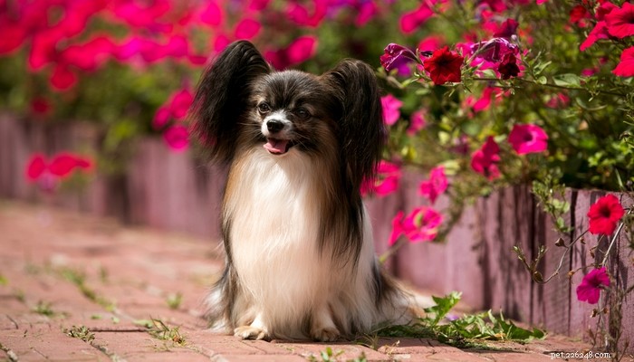 20 Dog Breeds with Feminine Charm Loved by Women and Men