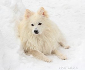 20 Dog Breeds with Feminine Charm Loved by Women and Men