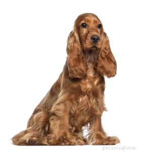 20 Dog Breeds with Feminine Charm Loved by Women and Men