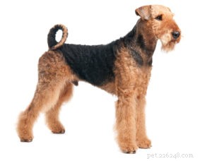 20 Dog Breeds with Feminine Charm Loved by Women and Men