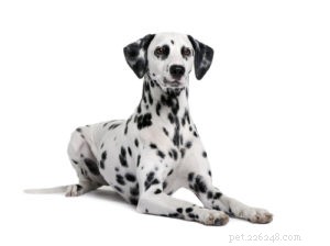 20 Dog Breeds with Feminine Charm Loved by Women and Men