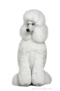 20 Dog Breeds with Feminine Charm Loved by Women and Men