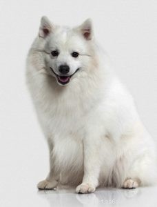 20 Dog Breeds with Feminine Charm Loved by Women and Men