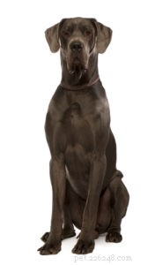20 Dog Breeds with Feminine Charm Loved by Women and Men