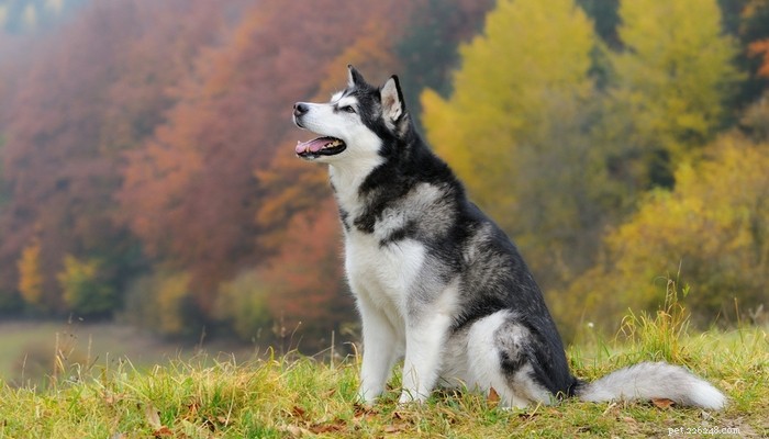 The 20 Most Powerful Dog Breeds in the World