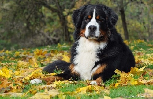 The 20 Most Powerful Dog Breeds in the World