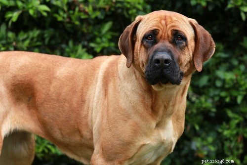 The 20 Most Powerful Dog Breeds in the World